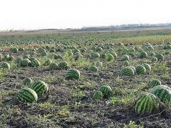 Kola değil karpuz tüketin!